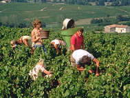 Weinlese im Beaujolais